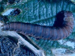 Acrobasis rubrifasciella