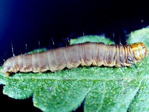 Acrobasis comptoniella