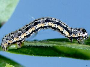 Macaria occiduaria