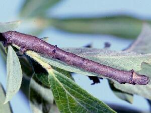 Prochoerodes lineola