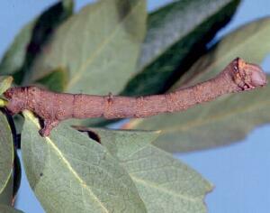 Prochoerodes lineola