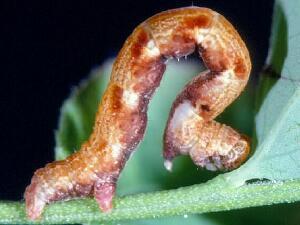 Cyclophora pendulinaria