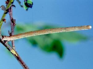 Scopula limboundata