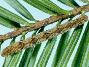 Eupithecia subfuscata