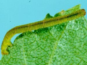 Eupithecia gelidata