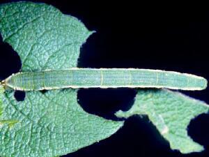 Eupithecia ravocostaliata