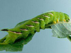 Sphinx luscitiosa