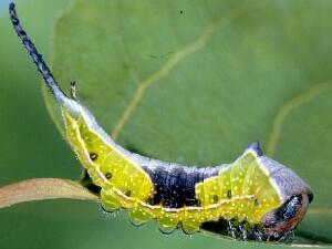 Americerura scitiscripta