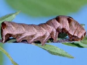 Melanchra adjuncta