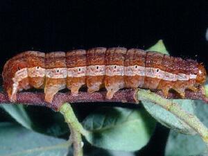 Orthosia revicta