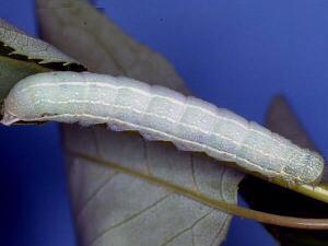 Orthosia hibisci