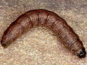 Agrotis volubilis