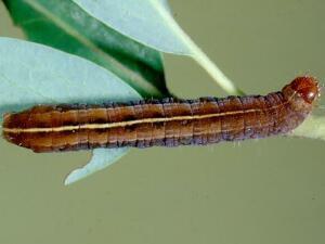 Hemipachnobia monochromatea