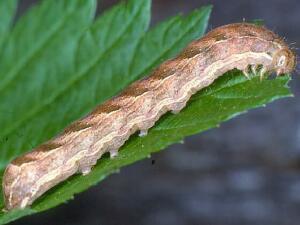 Cerastis enigmatica