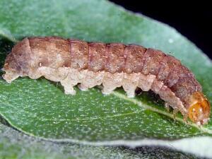 Anaplectoides prasina