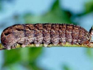 Abagrotis brunneipennis