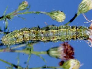 Heliothis phloxiphaga