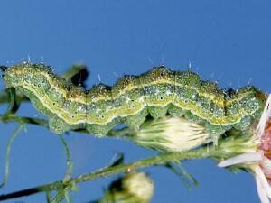 Heliothis phloxiphaga