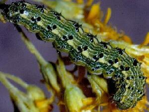 Heliothis phloxiphaga