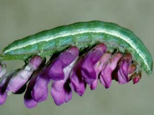 Heliothis oregonica