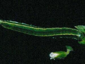 Heliothis borealis