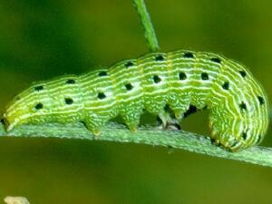 Schinia jaguarina