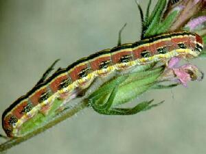 Schinia cupes