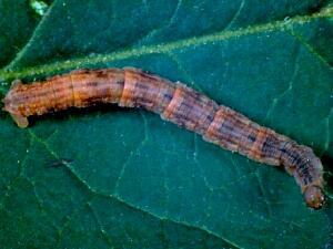 Eupithecia columbiata