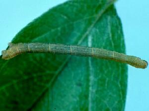 Eupithecia columbiata