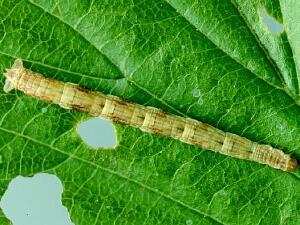 Eupithecia columbiata