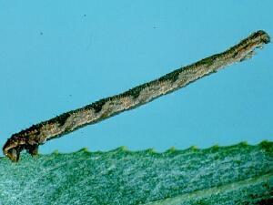 Eupithecia subfuscata