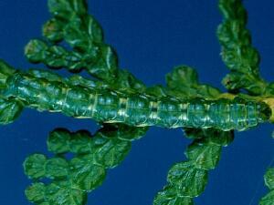 Eupithecia intricata