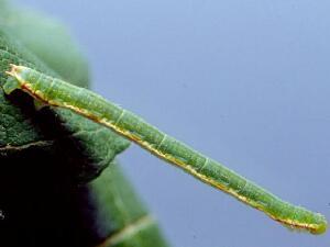 Eupithecia ravocostaliata