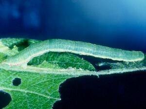 Eupithecia ravocostaliata