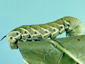 Manduca quinquemaculatus