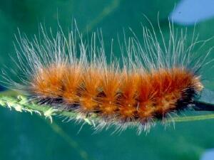 Spilosoma virginica