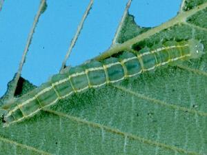 Hypena abalienalis