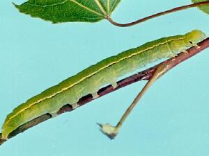 Scoliopteryx libatrix