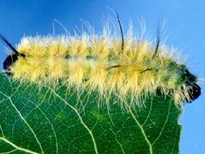 Acronicta americana