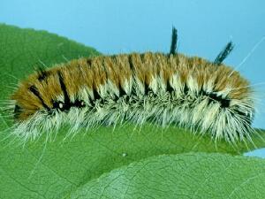 Acronicta insita