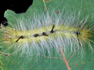 Acronicta lepusculina