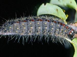 Acronicta hasta