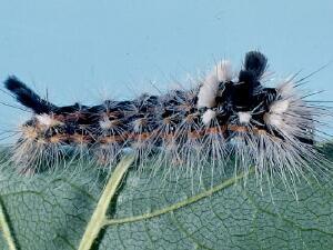 Acronicta impleta