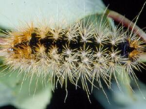 Acronicta impressa