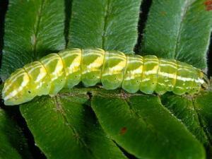 Callopistria cordata