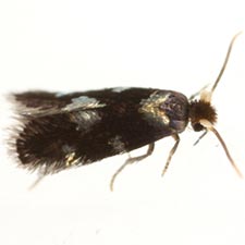 Ectoedemia quadrinotata