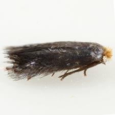 Fomoria hypericella