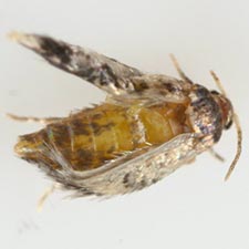 Stigmella populetorum