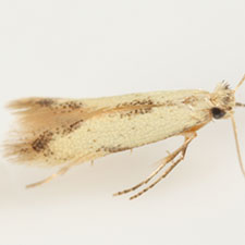 Coptotriche purinosella