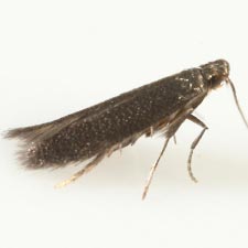 Coptotriche agrimoniella